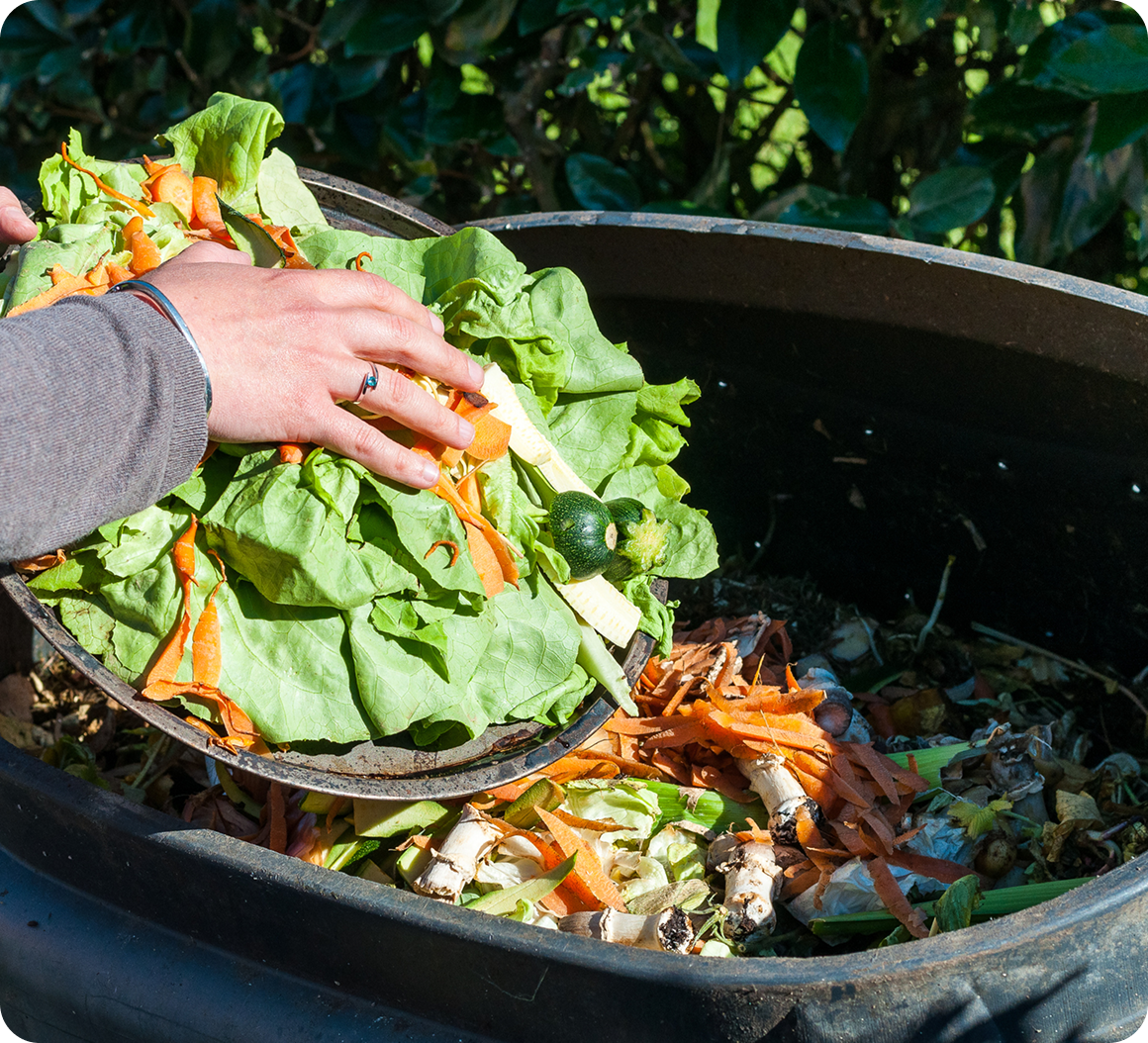 Hand placing greens in compost pile